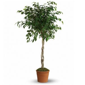 فیکوس بنجامین بلک