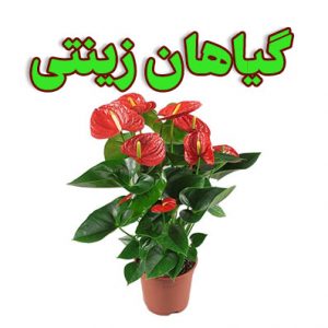 گیاهان زینتی
